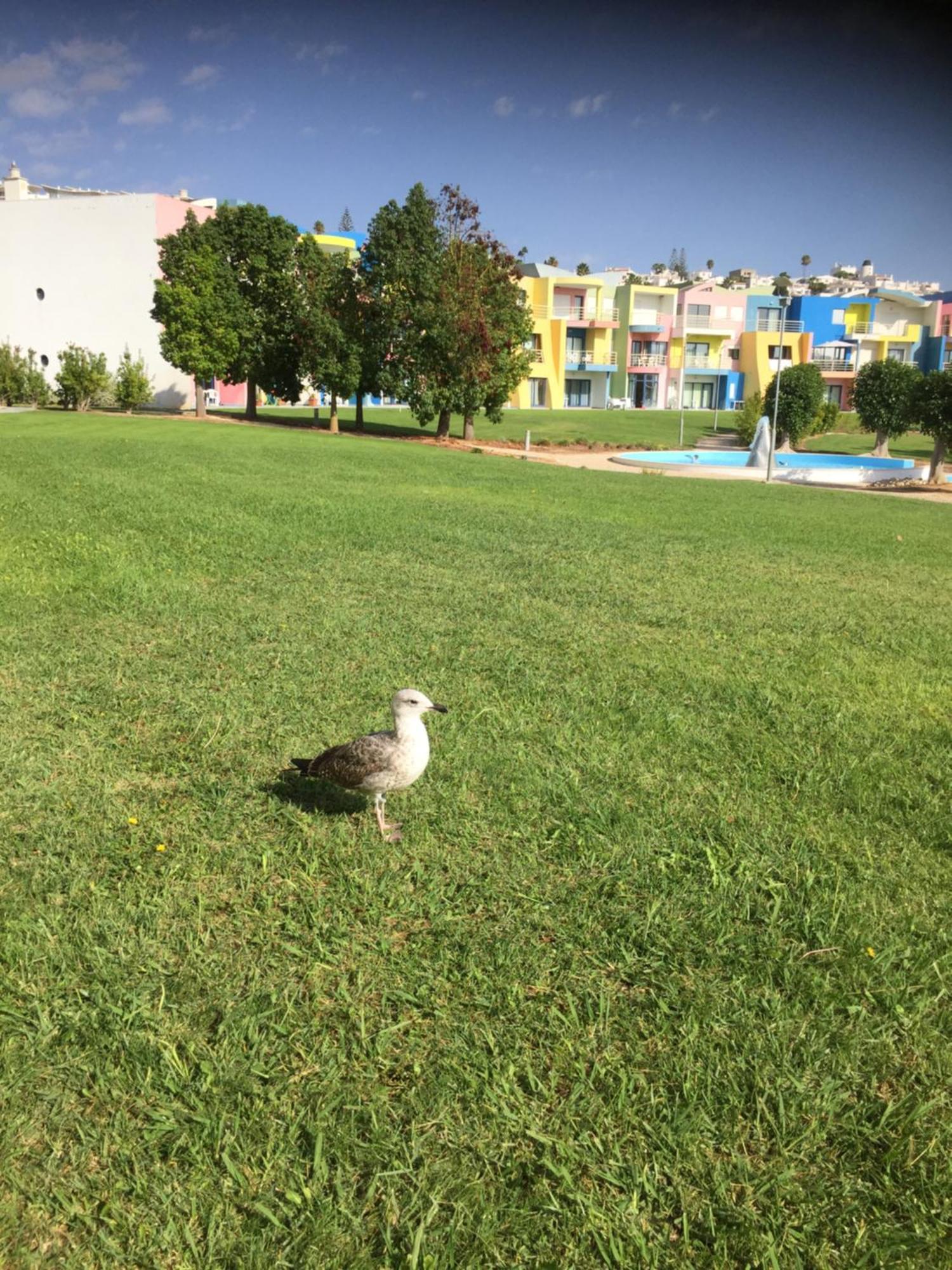 Apartamento Luxury 2-bed With Huge Pool -